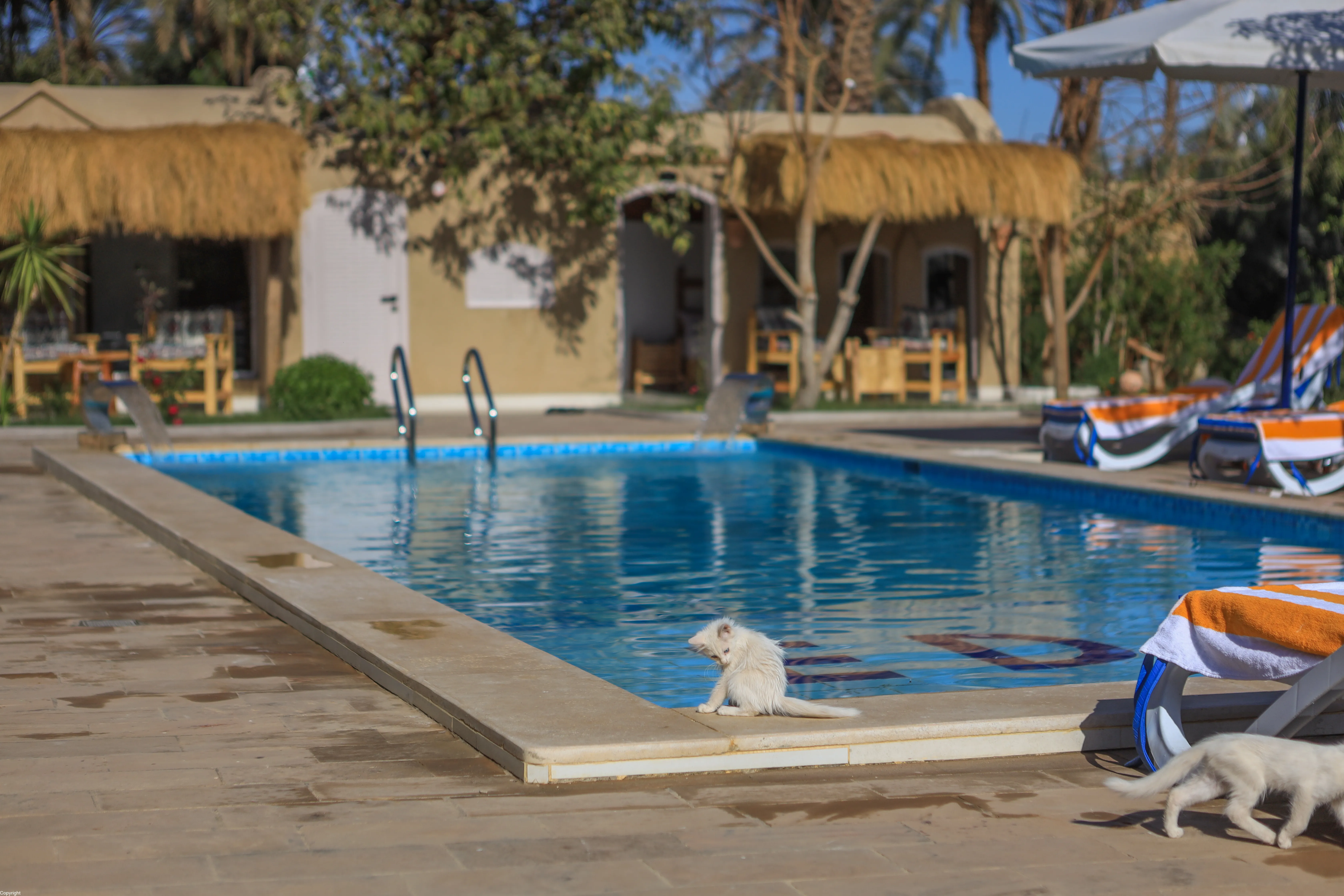 Swimming Pool Hotel Luxor Nile View